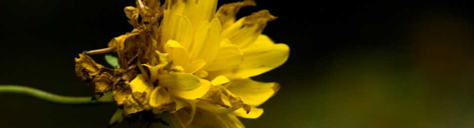 Kuvataideterapeutti ja psykoterapeutti Lotta Määttänen